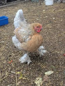Brahma Breeding Trio - Photo 3