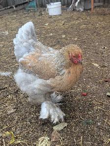 Brahma Breeding Trio - Photo 4
