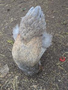 Brahma Breeding Trio - Photo 5