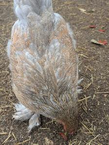 Brahma Breeding Trio - Photo 6