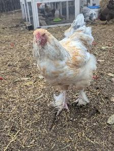 Brahma Breeding Trio - Photo 7