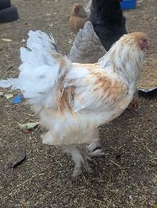 Brahma Breeding Trio - Photo 8