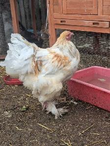 Brahma Breeding Trio - Photo 9