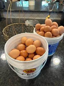 Freerange Organic Eggs