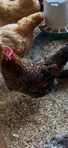 Freerange Organic Eggs - Photo 2