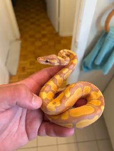 python royals