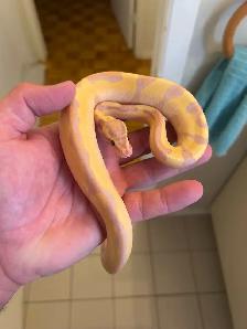 python royals - Photo 2