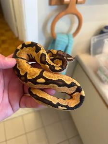 python royals - Photo 3