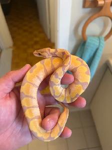 python royals - Photo 4