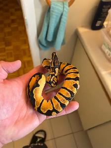 python royals - Photo 5