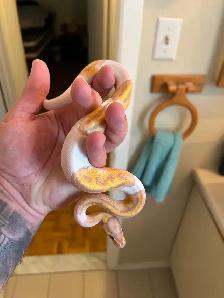 python royals - Photo 6