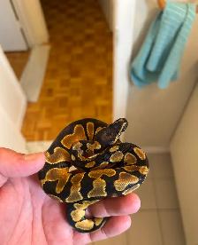 python royals - Photo 7