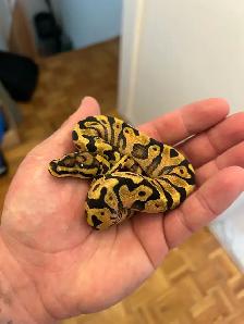 python royals - Photo 8