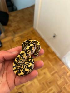 python royals - Photo 9