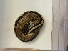python royals - Photo 10