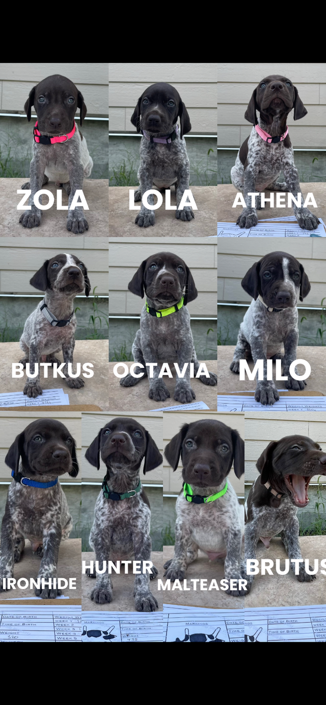 German Shorthaired Pointers