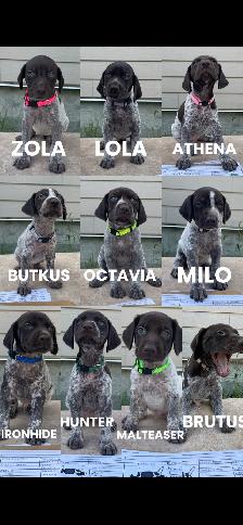 German Shorthaired Pointers