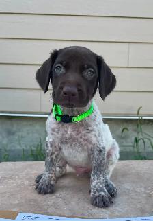 German Shorthaired Pointers - Photo 2