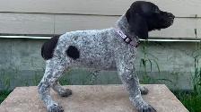 German Shorthaired Pointers - Photo 3