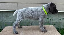 German Shorthaired Pointers - Photo 4