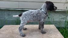 German Shorthaired Pointers - Photo 5