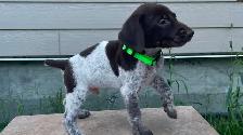 German Shorthaired Pointers - Photo 6