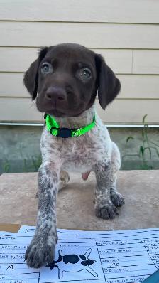 German Shorthaired Pointers - Photo 7