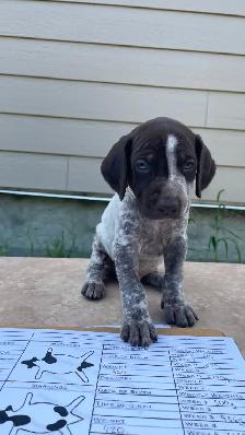 German Shorthaired Pointers - Photo 8