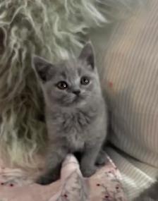 British Shorthair - Photo 2