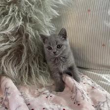 British Shorthair - Photo 3