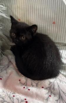 British Shorthair - Photo 5