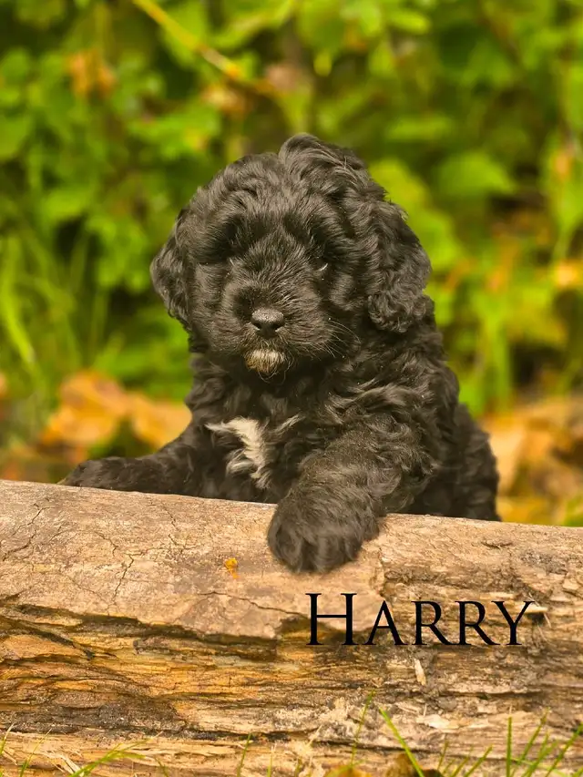Mini Bernedoodle Puppies