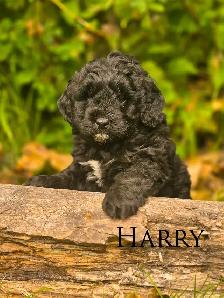 Mini Bernedoodle Puppies