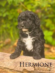 Mini Bernedoodle Puppies - Photo 2