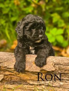 Mini Bernedoodle Puppies - Photo 3