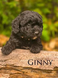 Mini Bernedoodle Puppies - Photo 4