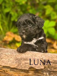 Mini Bernedoodle Puppies - Photo 5
