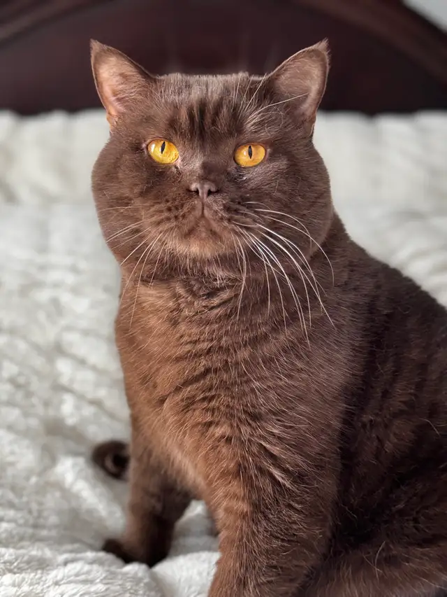 British shorthair dégriffés