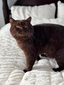 British shorthair dégriffés - Photo 2
