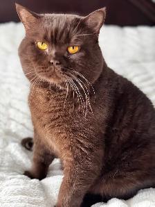 British shorthair dégriffés - Photo 3