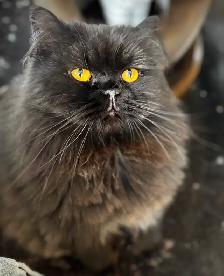 British shorthair dégriffés - Photo 4