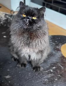 British shorthair dégriffés - Photo 5