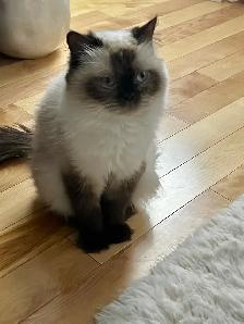 British shorthair dégriffés - Photo 6