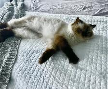 British shorthair dégriffés - Photo 7
