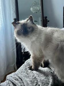 British shorthair dégriffés - Photo 8