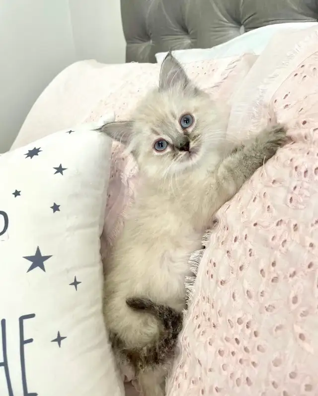 •••⭐️❤️Ragdoll Kittens ❤️⭐️•••(647) 362-8118
