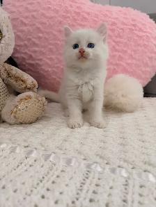 •••⭐️❤️Ragdoll Kittens ❤️⭐️•••(647) 362-8118 - Photo 3