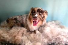 Dog Groomer 12 years experience - Photo 2