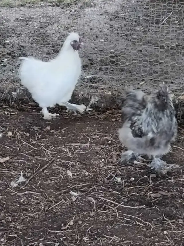2. Silkie Roosters