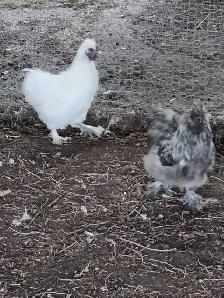 2. Silkie Roosters